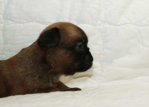 Bonna Brabant Griffon Bonna Brabant Griffon