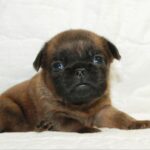 Bonna-female-Brabant-Griffon-puppy-for-sale-4