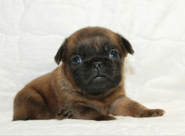 Bonna Brabant Griffon Bonna Brabant Griffon