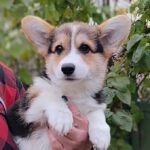Brad-male-welsh-corgi-pembroke-puppy-for-sale-1 (1)