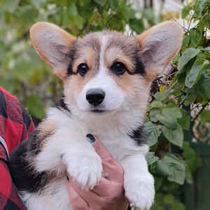 Brad Welsh Corgi Brad Welsh Corgi