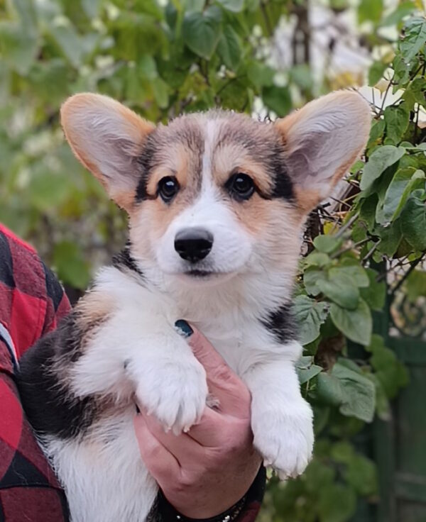 Brad Welsh Corgi Brad Welsh Corgi