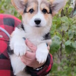 Brad-male-welsh-corgi-pembroke-puppy-for-sale-1 (2)