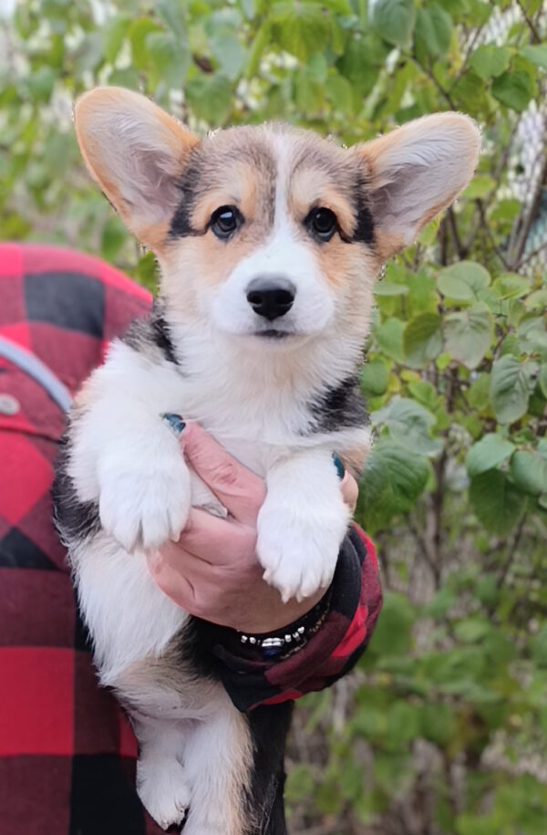 Brad Welsh Corgi Brad Welsh Corgi