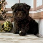 Brownie-male-Yorkshire-Terrier-puppy-for-sale-1