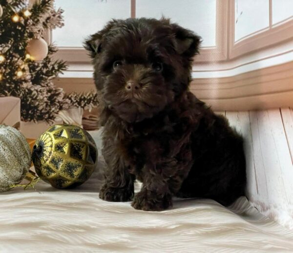 Brownie Yorkshire Terrier Brownie Yorkshire Terrier