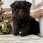 Brownie-male-Yorkshire-Terrier-puppy-for-sale-2