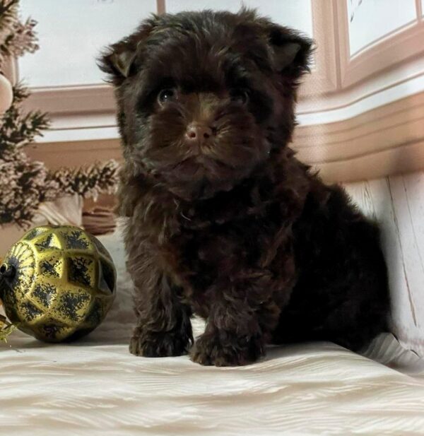 Brownie Yorkshire Terrier Brownie Yorkshire Terrier