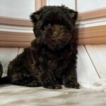 Brownie-male-Yorkshire-Terrier-puppy-for-sale-3
