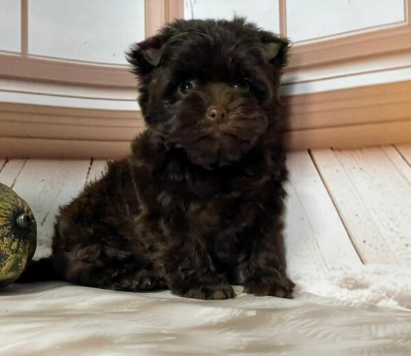 Brownie Yorkshire Terrier Brownie Yorkshire Terrier