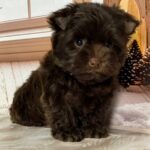 Brownie-male-Yorkshire-Terrier-puppy-for-sale-4