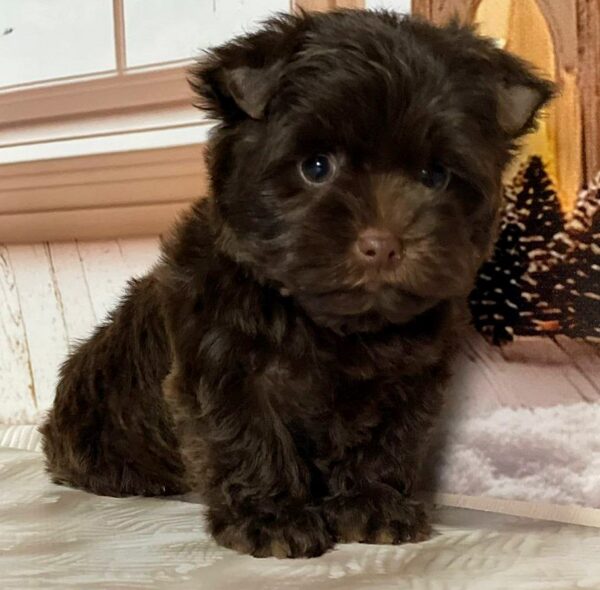 Brownie Yorkshire Terrier Brownie Yorkshire Terrier