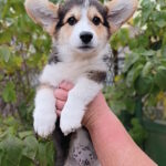 Brut-male-welsh-corgi-pembroke-puppy-for-sale-1 (1)