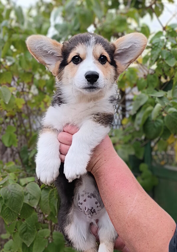 Brut Welsh Corgi Brut Welsh Corgi