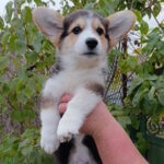 Brut-male-welsh-corgi-pembroke-puppy-for-sale-1 (2)