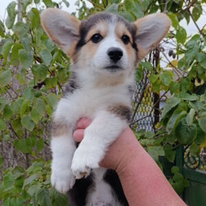 Brut Welsh Corgi Brut Welsh Corgi