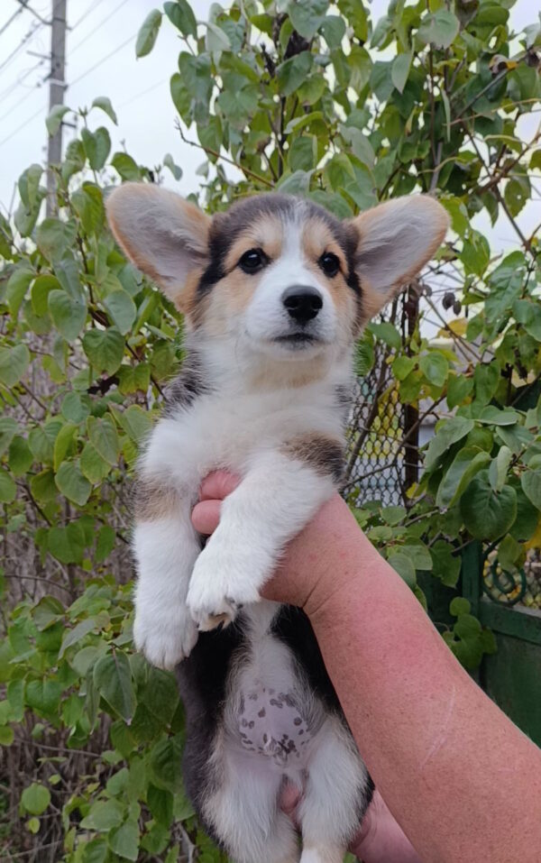 Brut Welsh Corgi Brut Welsh Corgi