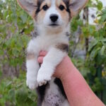 Brut-male-welsh-corgi-pembroke-puppy-for-sale-1 (3)