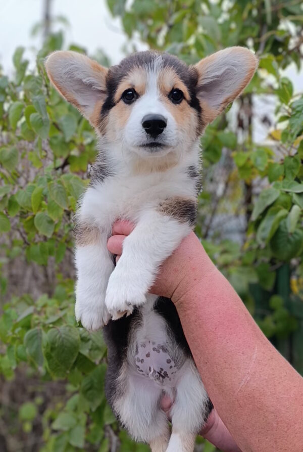 Brut Welsh Corgi Brut Welsh Corgi
