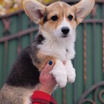 Businka-female-welsh-corgi-pembroke-puppy-for-sale-1 (1)