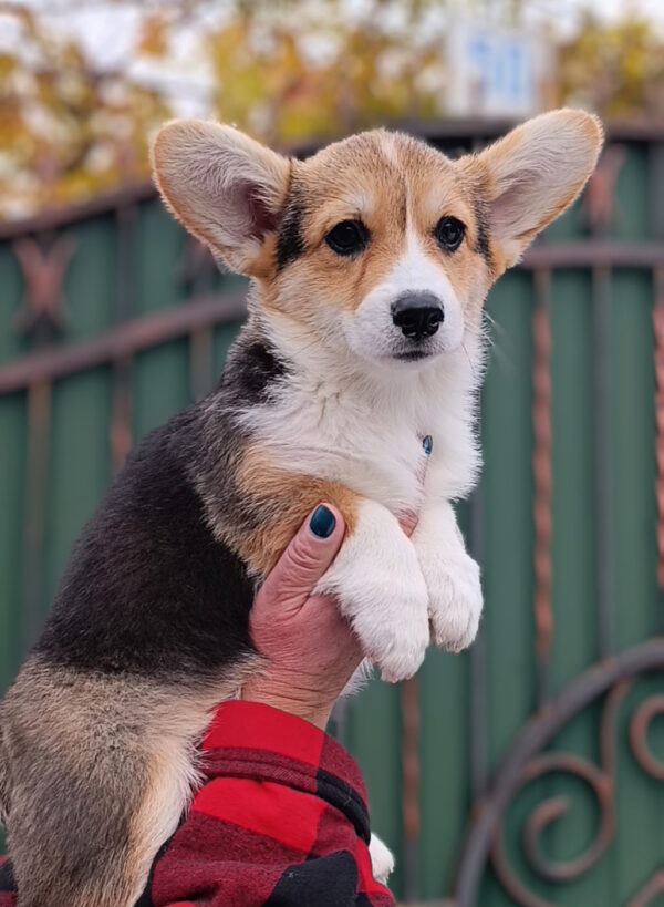 Businka Welsh Corgi Businka Welsh Corgi