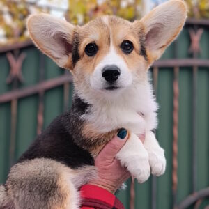 Businka Welsh Corgi Businka Welsh Corgi