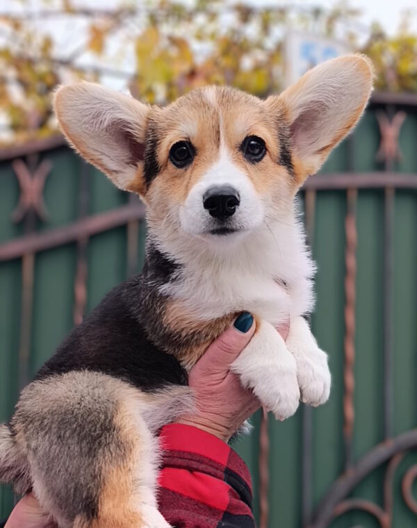 Businka Welsh Corgi Businka Welsh Corgi