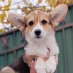Businka-female-welsh-corgi-pembroke-puppy-for-sale-1 (3)