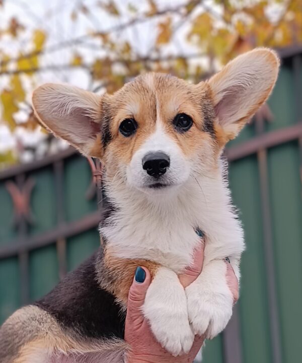 Businka Welsh Corgi Businka Welsh Corgi