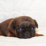 Bonna Brabant Griffon