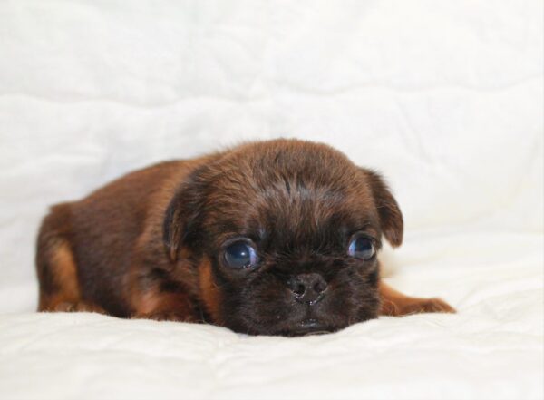 Bussy Brabant Griffon