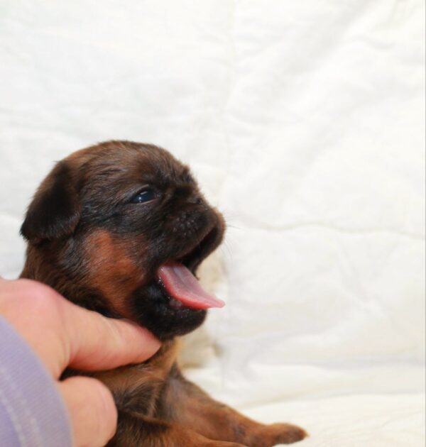 Bussy Brabant Griffon