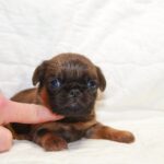 Bussy-female-Brabant-Griffon-puppy-for-sale-3
