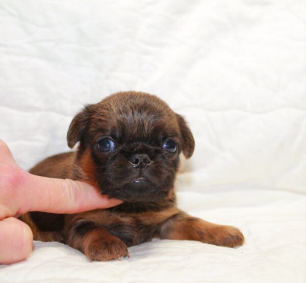 Bussy Brabant Griffon