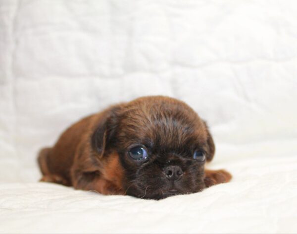 Bussy Brabant Griffon