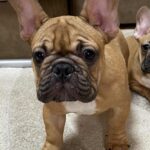 Caesar-male-french-bulldog-puppy-for-sale- (2)