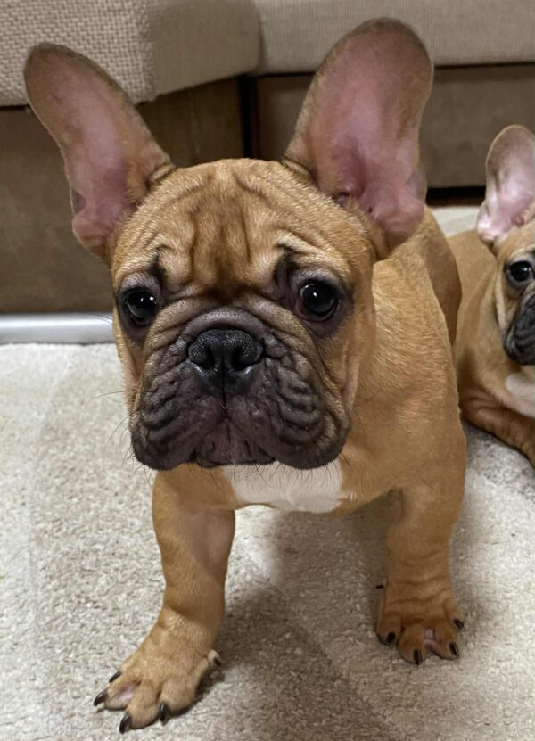 Caesar French Bulldog Caesar French Bulldog