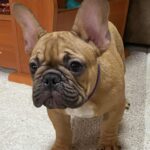 Caesar-male-french-bulldog-puppy-for-sale- (3)