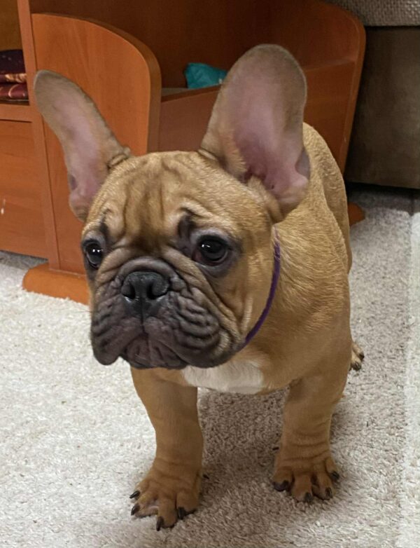 Caesar French Bulldog Caesar French Bulldog