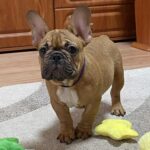Caesar-male-french-bulldog-puppy-for-sale- (4)
