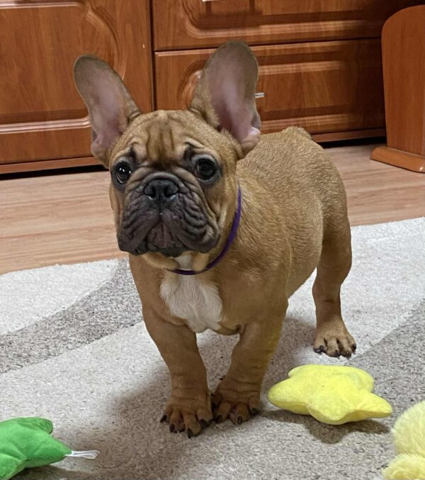 Caesar French Bulldog Caesar French Bulldog