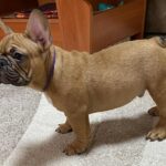 Caesar-male-french-bulldog-puppy-for-sale- (5)