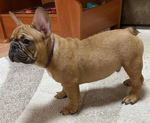 Caesar French Bulldog Caesar French Bulldog