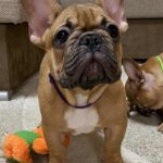 Caesar-male-french-bulldog-puppy-for-sale- (6)