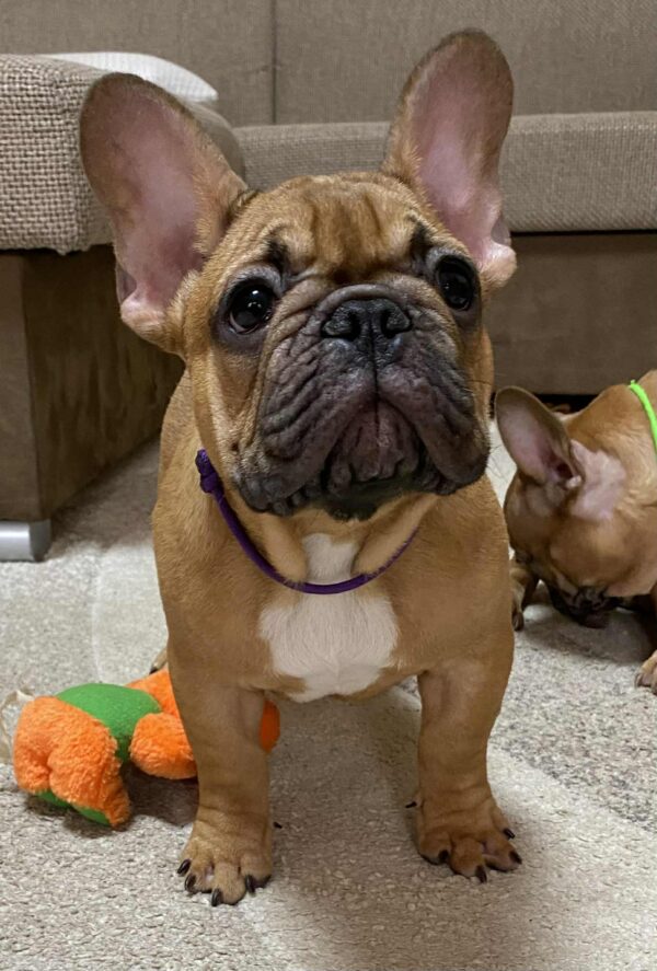 Caesar French Bulldog Caesar French Bulldog