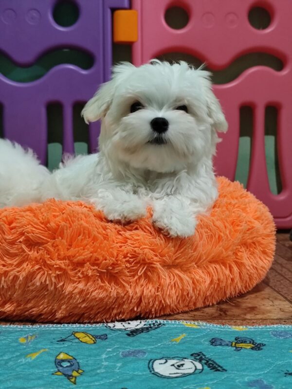 Caesar Maltese Caesar Maltese