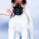 Cassandra-female-American-Akita-puppy-for-sale-1