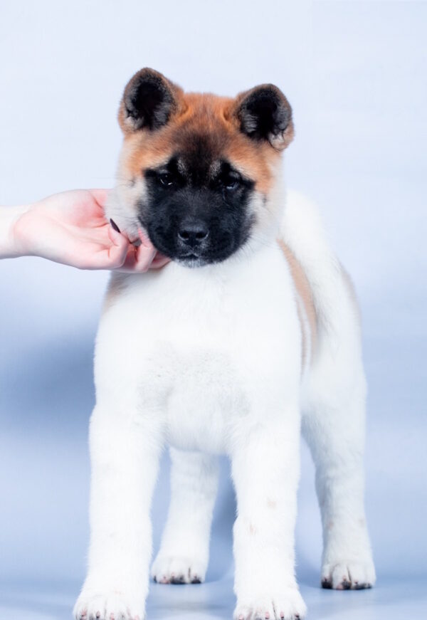 Cassandra American Akita Cassandra American Akita