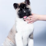 Cassiopeia-female-American-Akita-puppy-for-sale-1 (1)