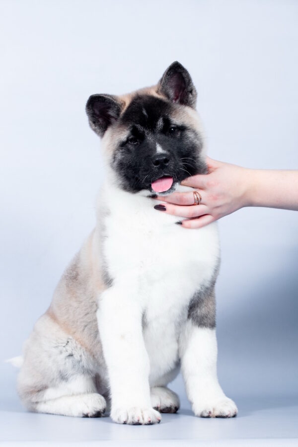 Cassiopeia American Akita Cassiopeia American Akita